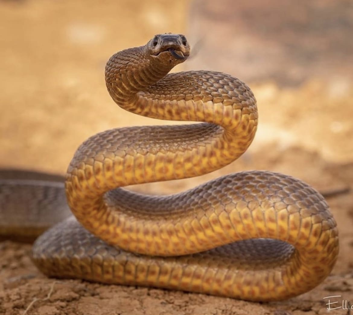 Inland Taipan